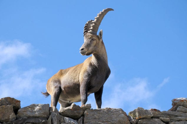 Zoo Salzburg - Ausflugsziel im Salzburger Land